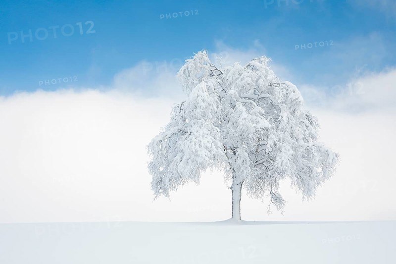 Deeply buried birch tree in Oberaegeri