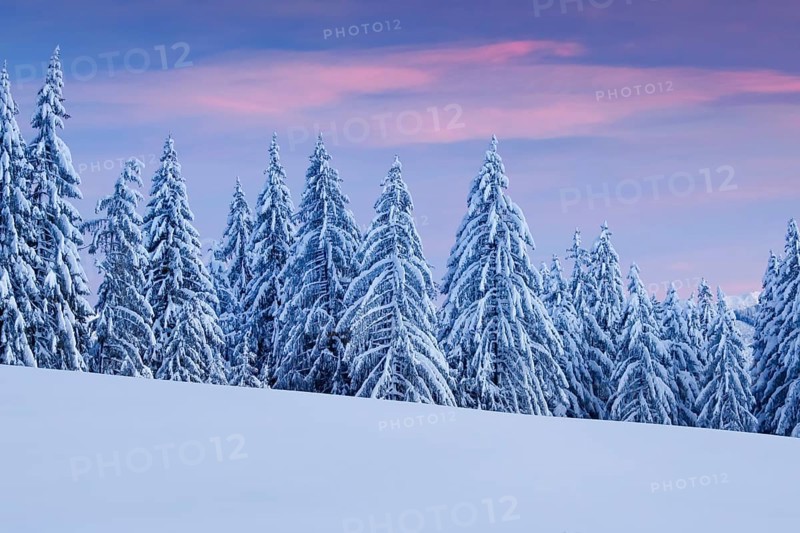 Snowy spruce forest at Ratenpass