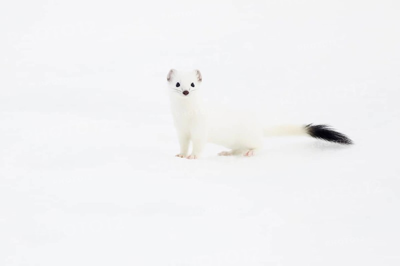 Stoat