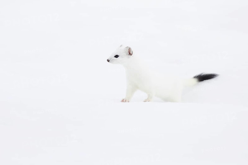 Stoat