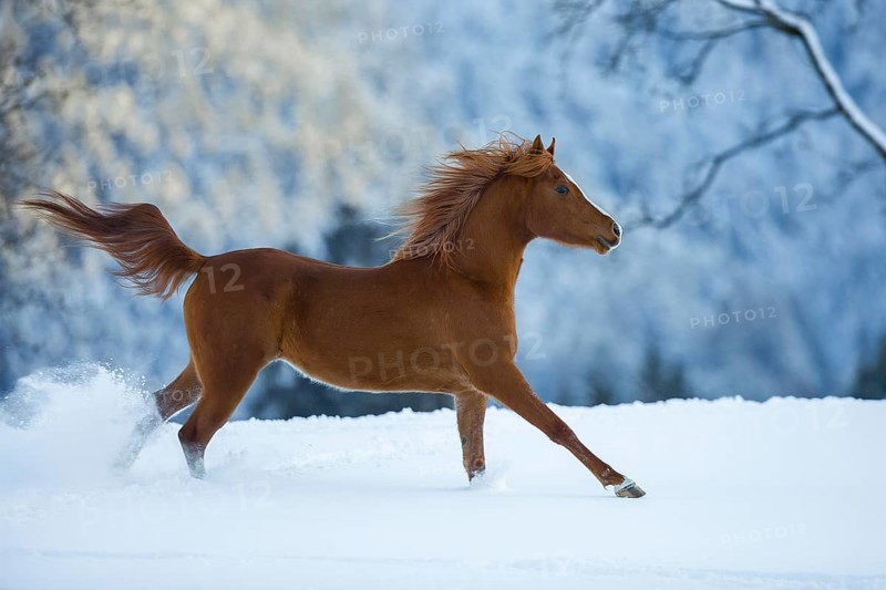 Young Arabian chestnut mare galloping through the snow