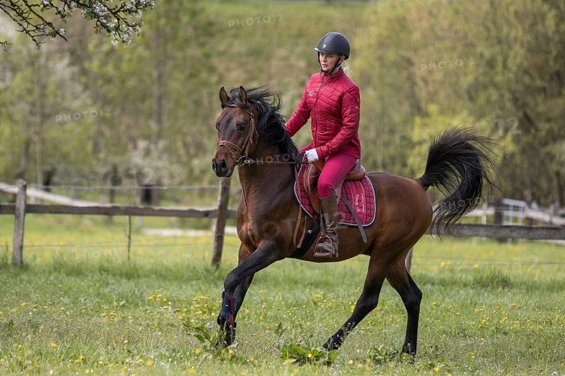 Thoroughbred Arabian stallion ridden on the meadow