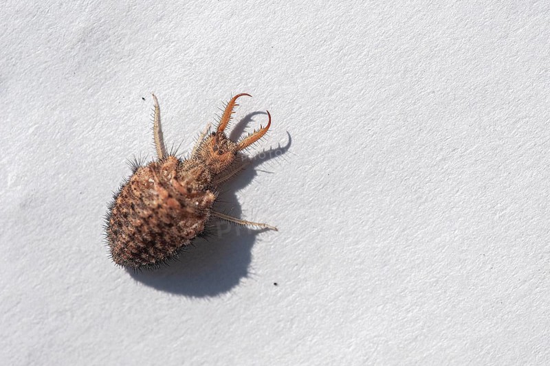 Ant lion