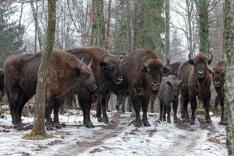 European bison
