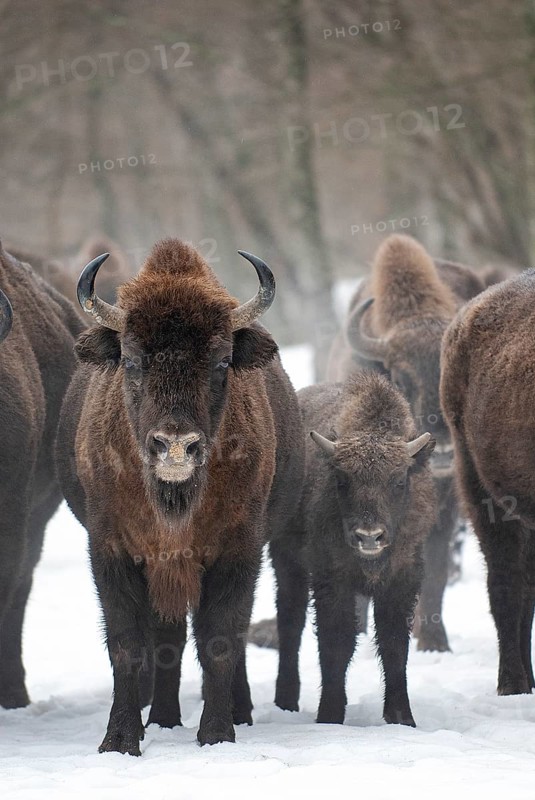 European bison