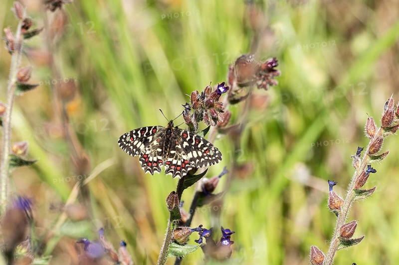 Southern festoon