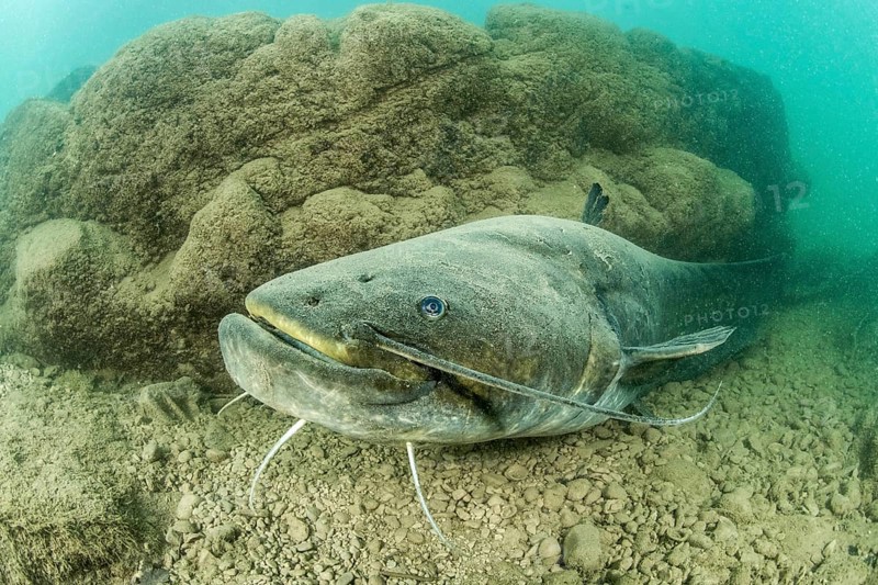 Wels catfish