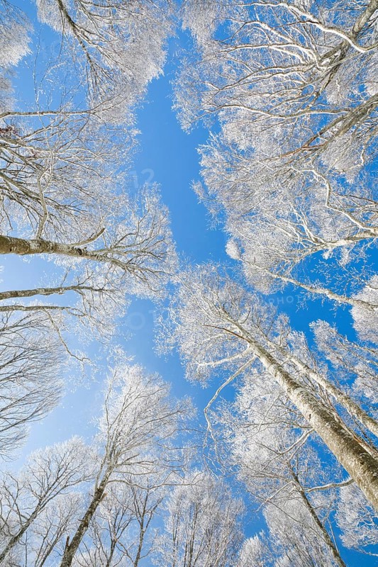 Tree tops of deep snow covered beech forest against blue sky in Neuchatel Jura
