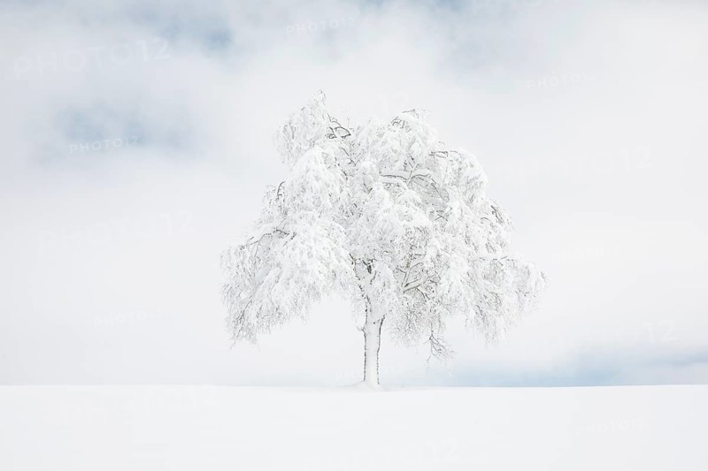 Deeply buried birch tree in Oberaegeri