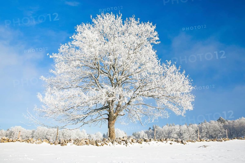Snowy lime tree near Couvent in Valle de Traverse