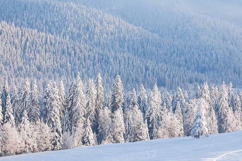 Snowy spruce forest at Ratenpass