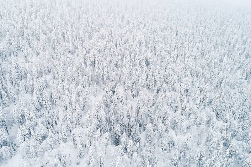 Drone shot of winter forest in fog