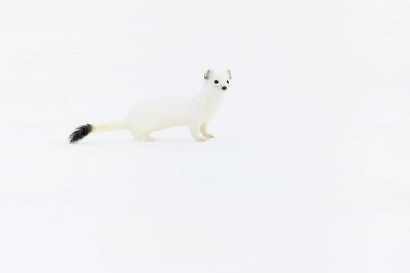 Stoat