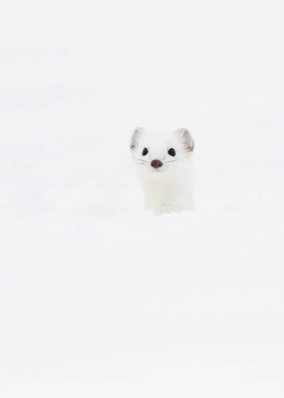 Stoat