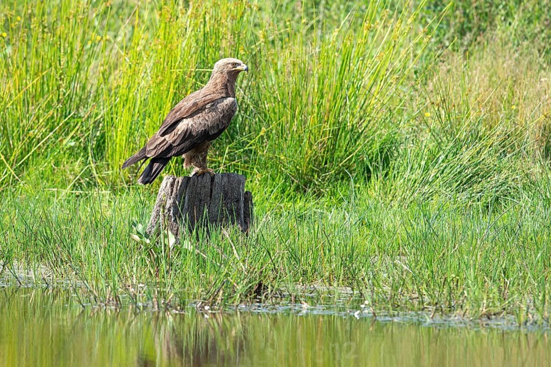 Lesser spotted eagle