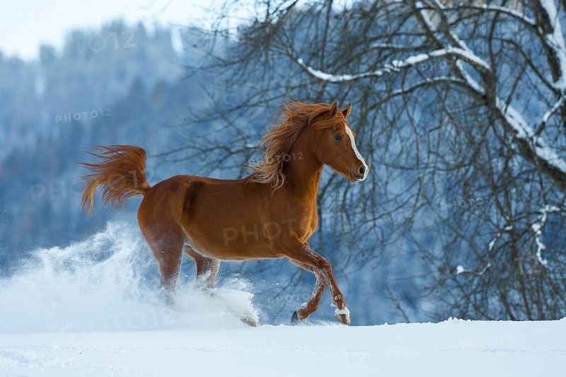 Young Arabian chestnut mare galloping through the snow