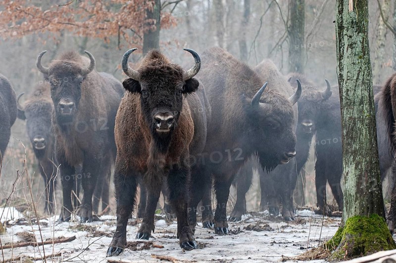 European bison