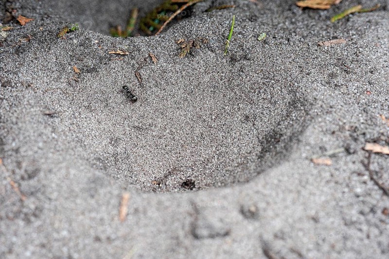 Ant lion