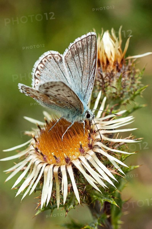 Gossamer winged butterfly