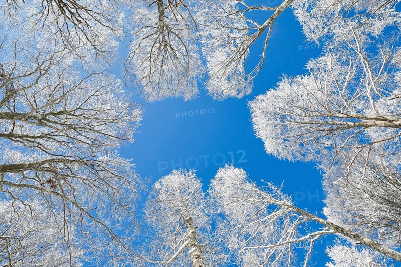 Tree tops of deep snow covered beech forest against blue sky in Neuchatel Jura