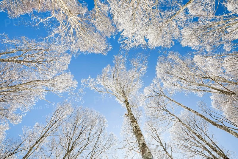 Tree tops of deep snow covered beech forest against blue sky in Neuchatel Jura