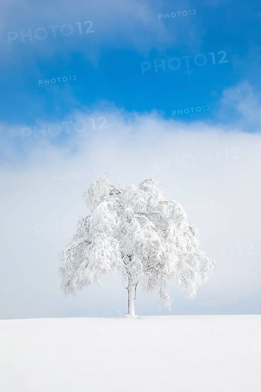 Deeply buried birch tree in Oberaegeri