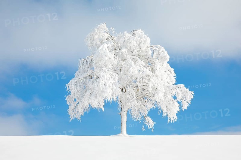 Deeply buried birch tree in Oberaegeri