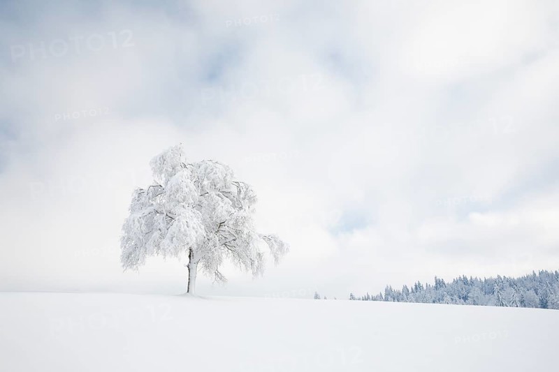 Deeply buried birch tree in Oberaegeri