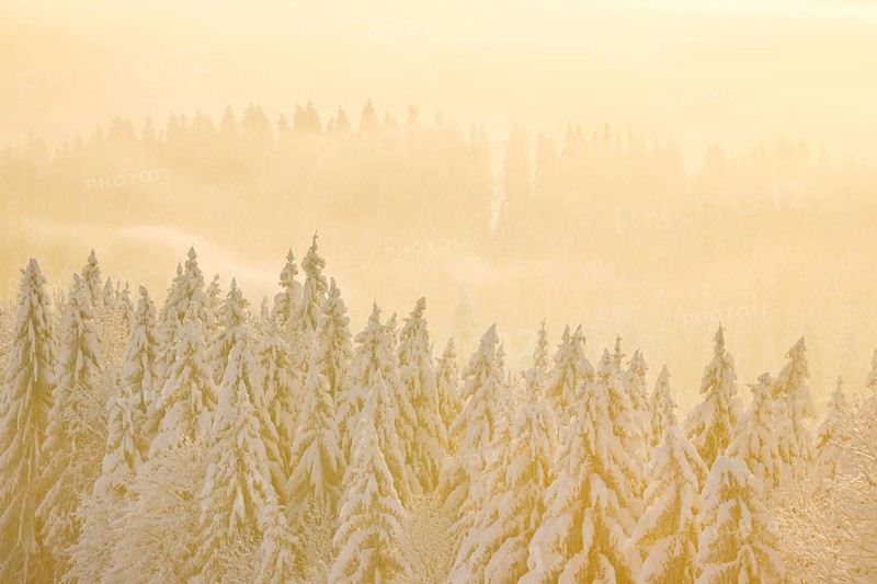 Snowy spruce forest at Ratenpass