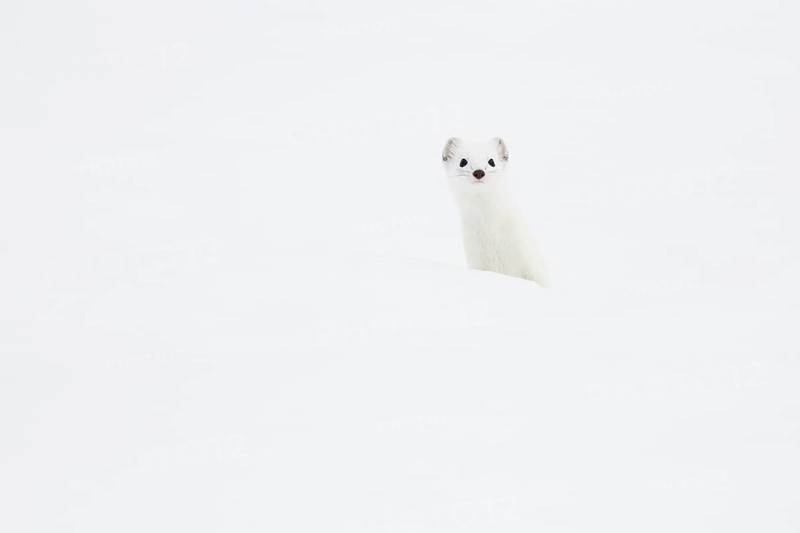 Stoat