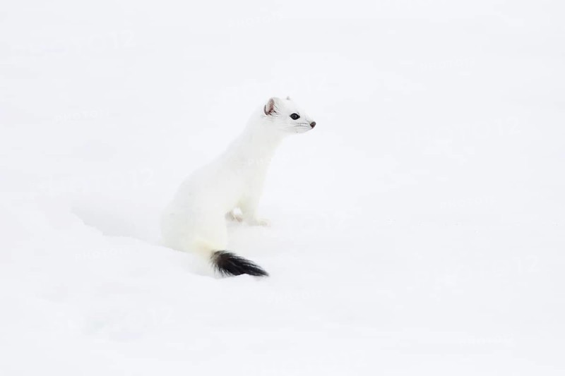 Stoat