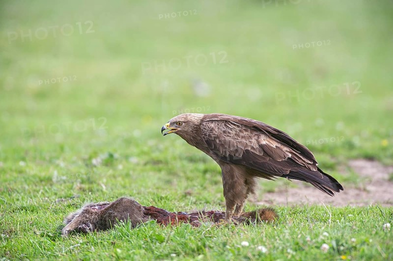 Lesser spotted eagle