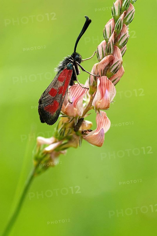 Six-spot burnet