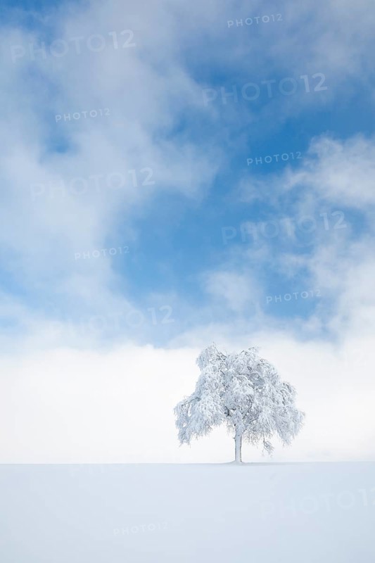 Deeply buried birch tree in Oberaegeri