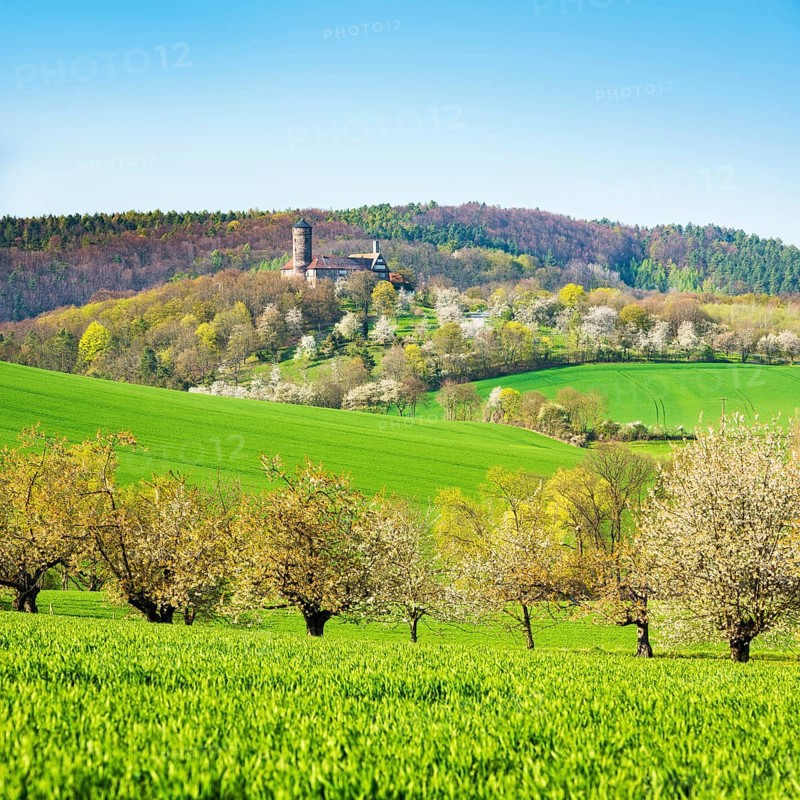 Landscape in spring with blossoming cherry trees