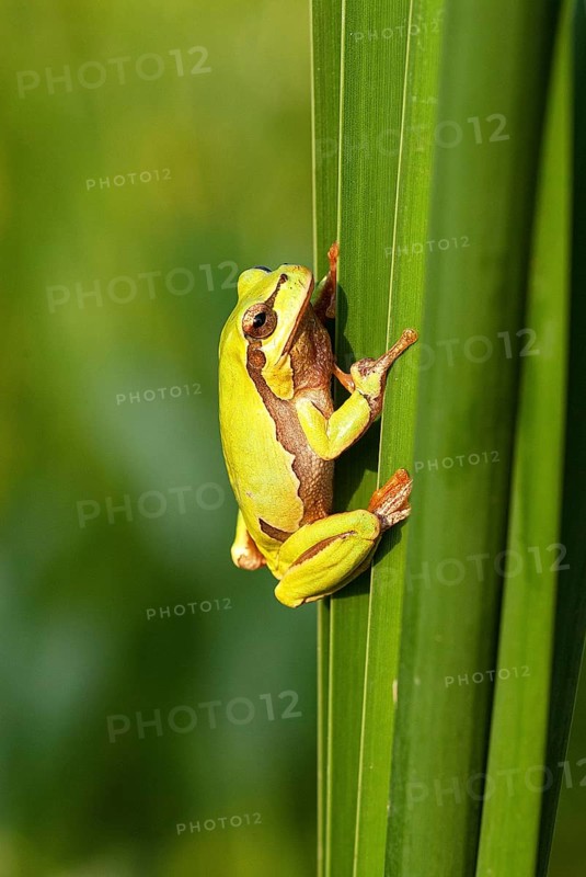 European tree frog