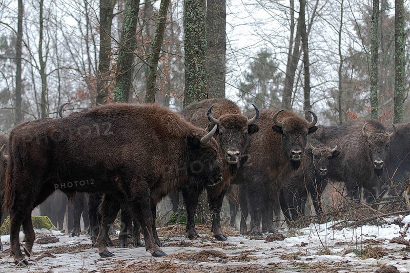 European bison