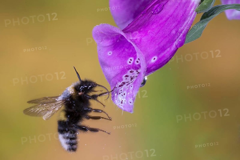 Garden bumblebee