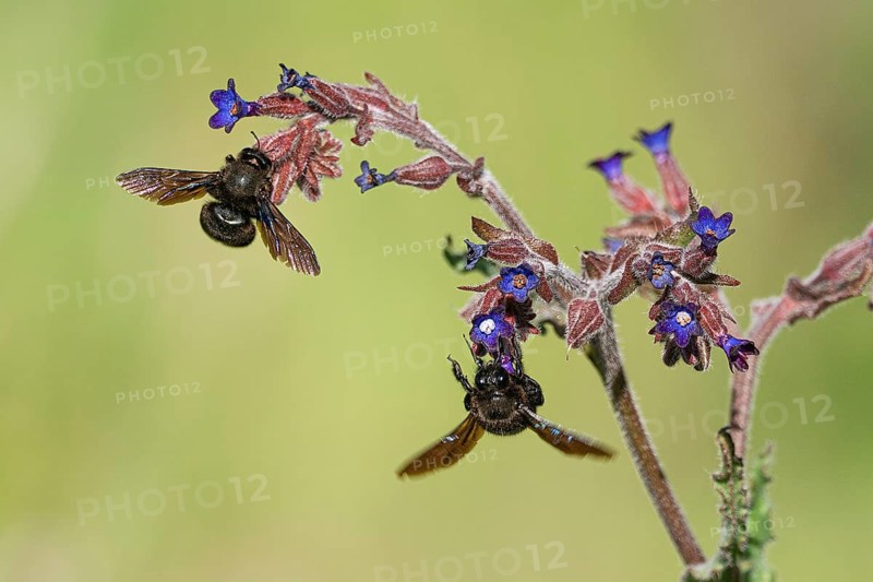 Wood bee