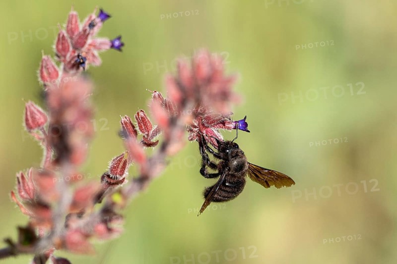 Wood bee