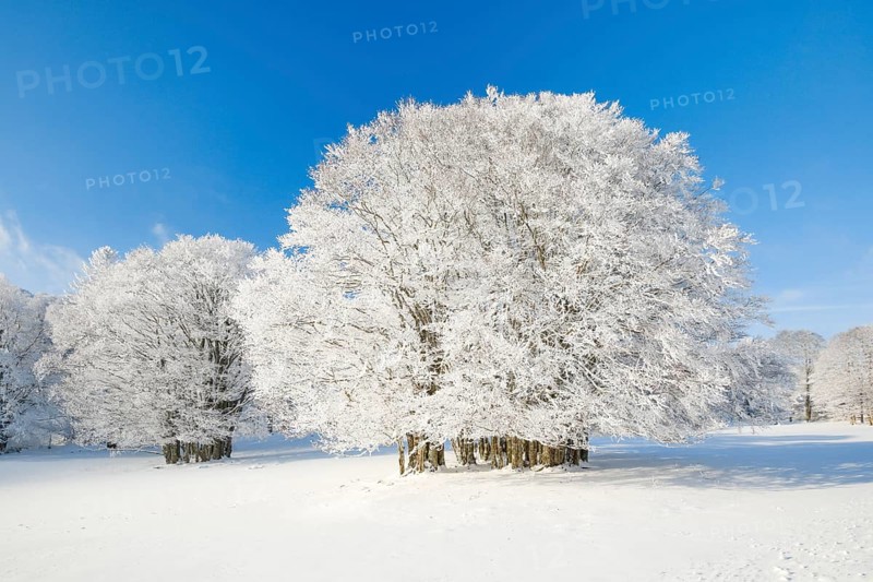 Large beech tree covered with deep snow under blue sky in Neuchatel Jura
