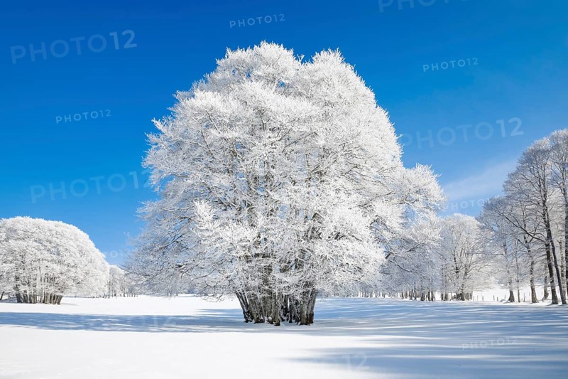 Huge beech tree covered with deep snow under blue sky in Neuchatel Jura
