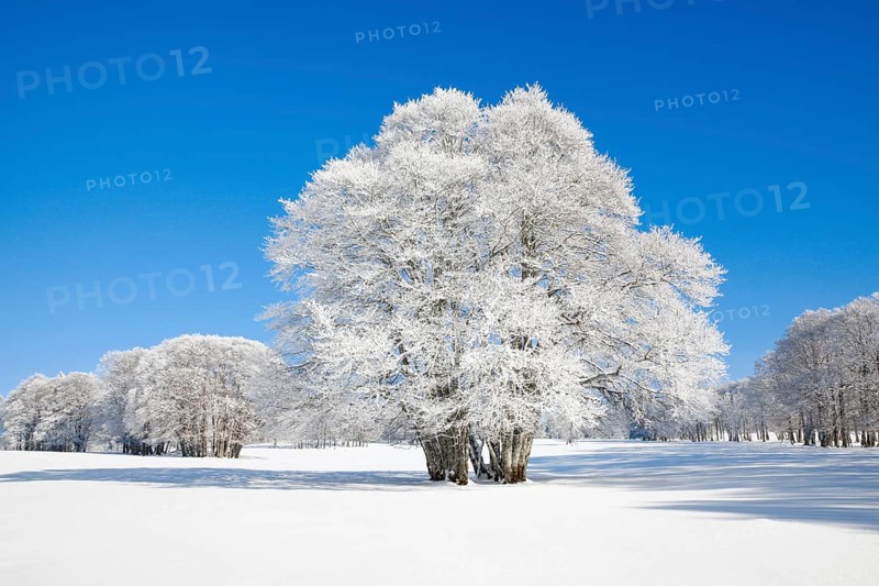 Large beech tree covered with deep snow under blue sky in Neuchatel Jura