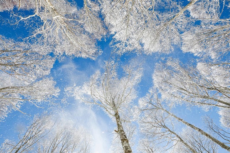 Treetops of deeply snow-covered beech forest in front of blue sky with falling hoarfrost in Neuchatel Jura