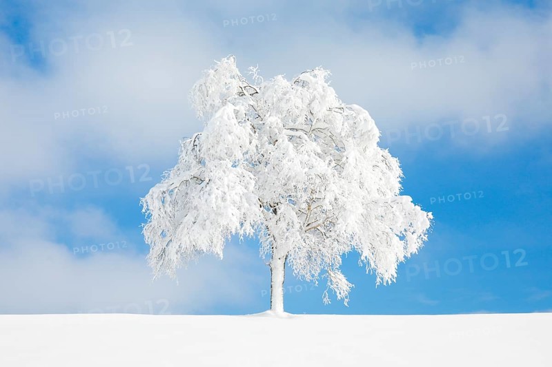 Deeply buried birch tree in Oberaegeri