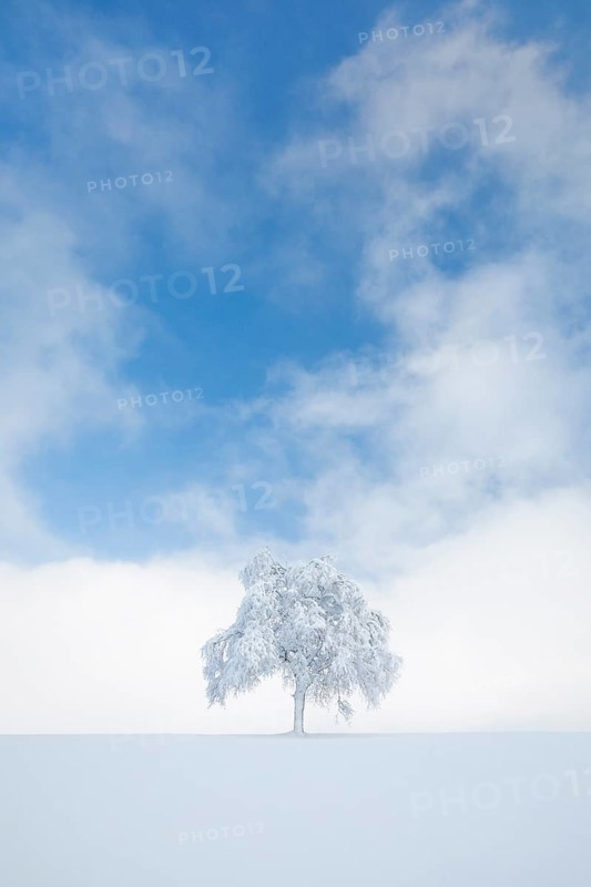 Deeply buried birch tree in Oberaegeri