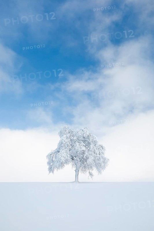 Deeply buried birch tree in Oberaegeri