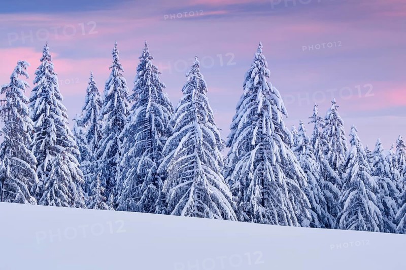 Snowy spruce forest at Ratenpass