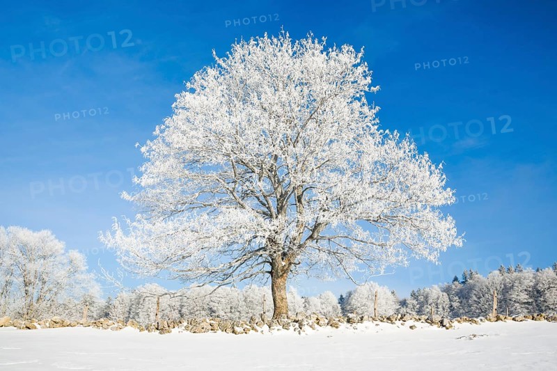 Snowy lime tree near Couvent in Valle de Traverse