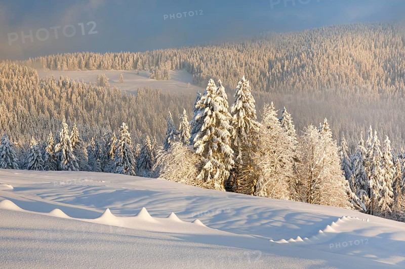 Snowy spruce forest at Ratenpass